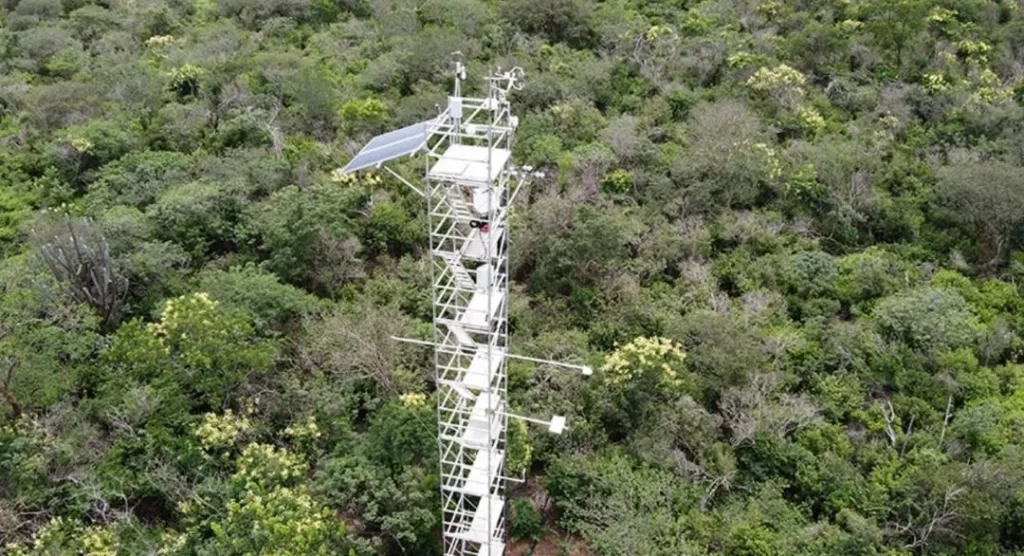 Sumidouro de Carbono para a Bioeconomia