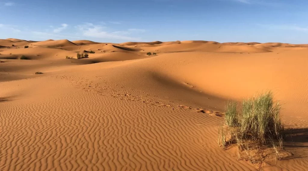 Dia Mundial do Meio Ambiente 2024 2