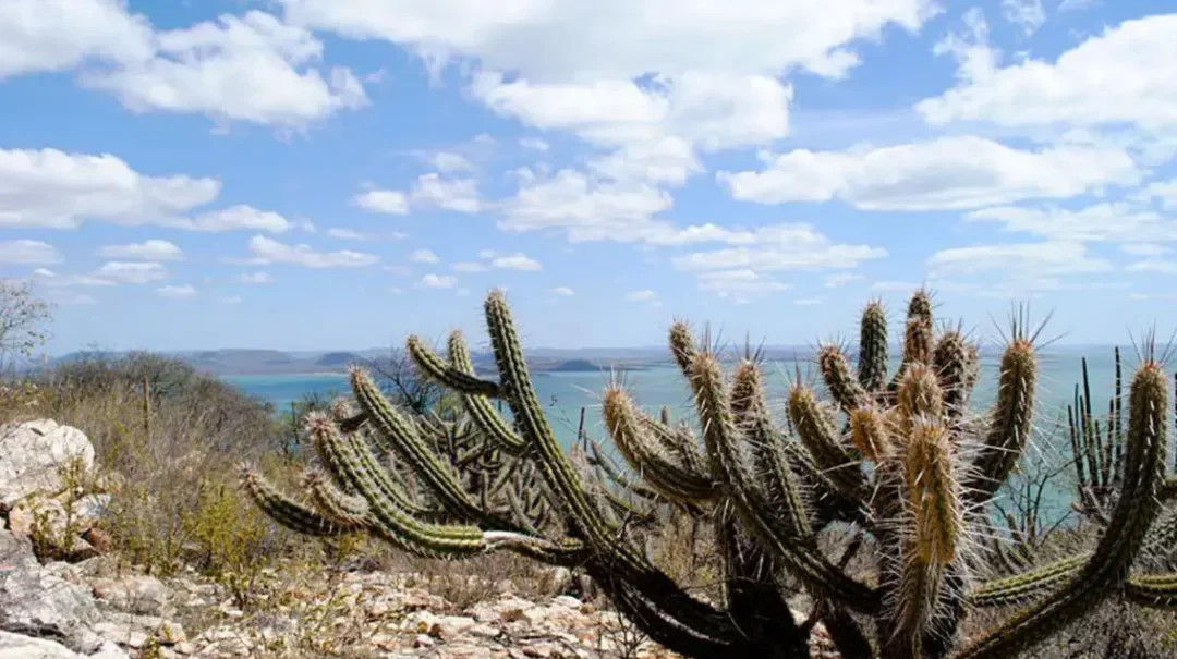 recuperação de caatinga