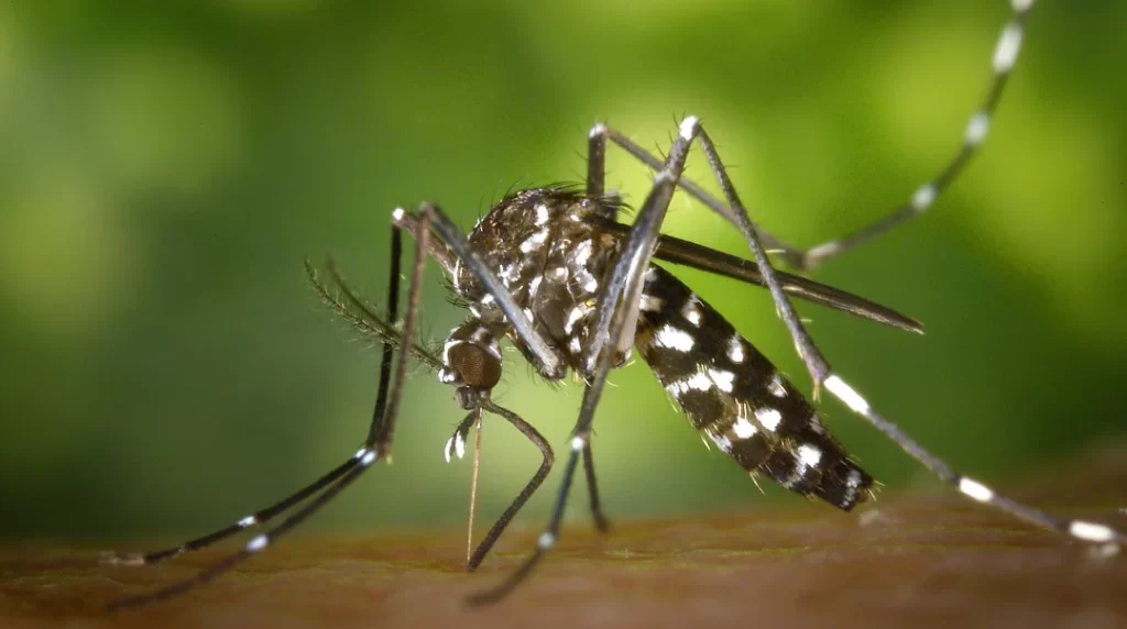 Febre do Oropouche Aumentam em Pernambuco