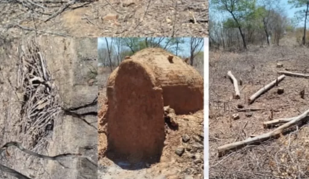 Crime Ambiental no Sertão