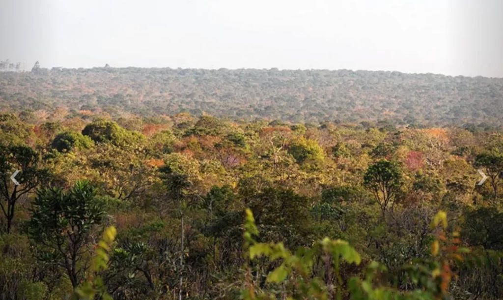 Dia do Cerrado