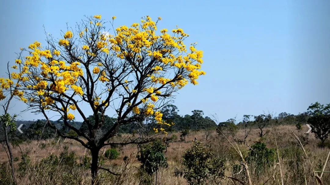 Dia do Cerrado