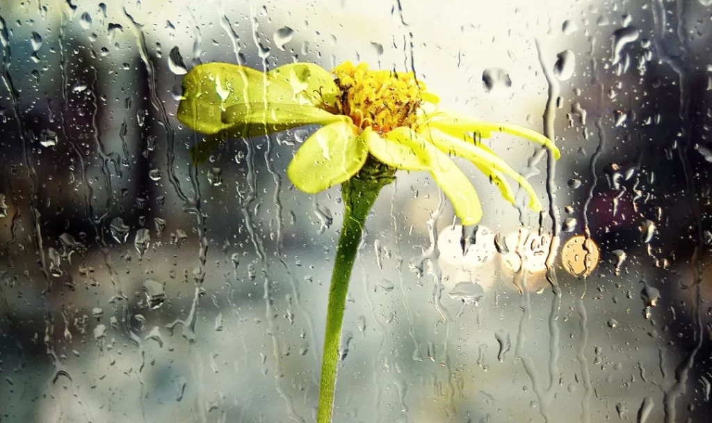 Chuva histórica em Petrolina